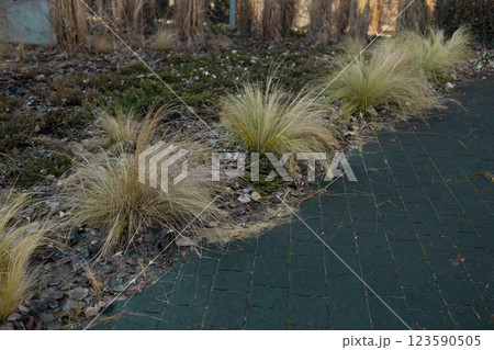 A limestone path separates borders of Hakonechloa macra Aureola, a shade loving beautiful golden variegated grass and pink and blue bloomstruck hydrangeas 123590505
