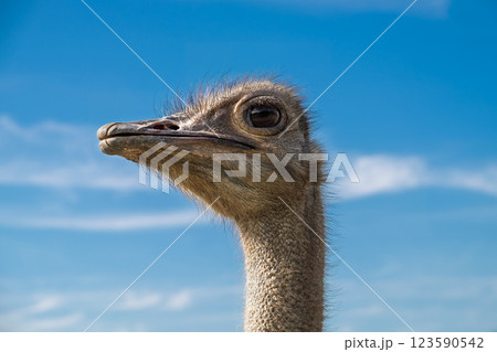 A detailed close up of an ostrich's head and neck against a bright blue sky with wispy clouds, showcasing its texture and expression. A detailed close up of an ostrich's head and neck against a bright blue sky with wispy clouds, showcasing its texture and expression. 123590542