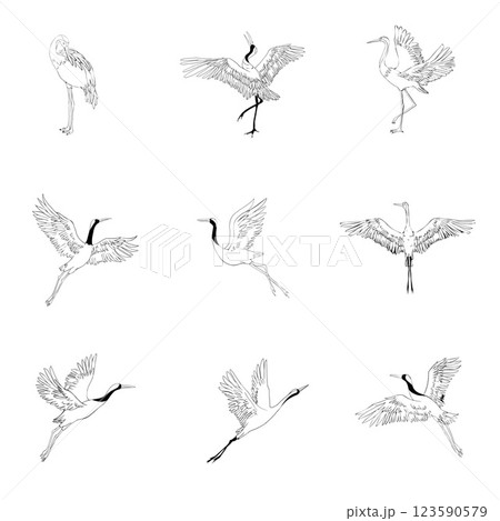 Wild birds in flight. Animals in nature or in the sky. Cranes or Grus and stork or shadoof and Ciconia with wings. engraved sketch hand drawn in vintage style. 123590579