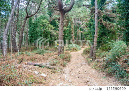 Green deep forest in mountain near bay Boka and Kotor town in Montenegro in winter time 123590699
