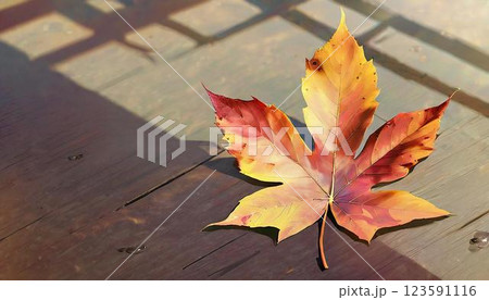 ベンチに落ちた紅葉したカエデの葉 123591116