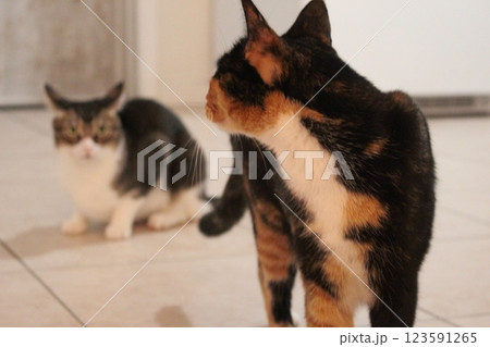 猫　 123591265