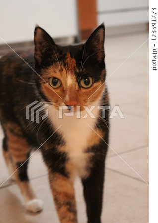 猫 猫 123591273