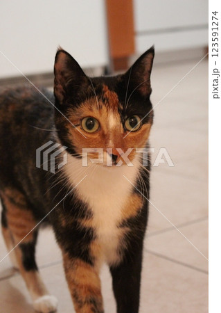 猫 猫 123591274