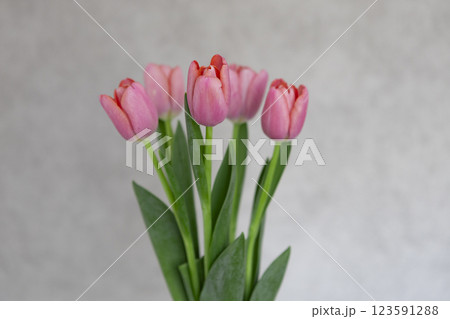 bouquet of pink tulips on a gray background bouquet of pink tulips on a gray background 123591288