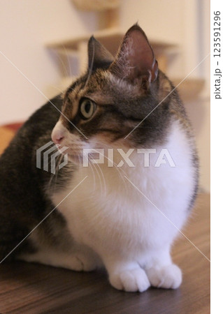 猫 猫 123591296