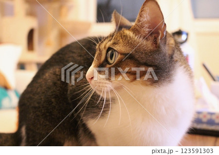 猫 123591303