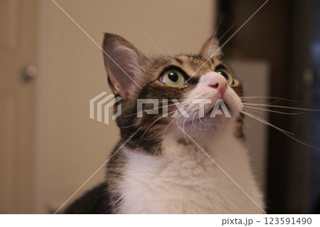 猫 123591490