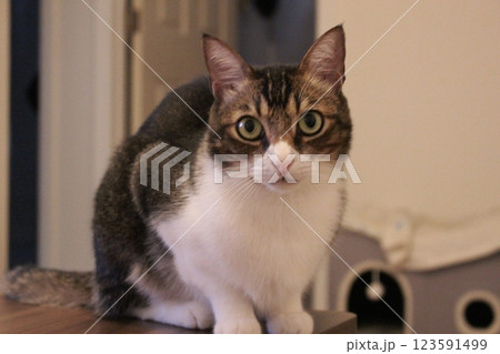 猫 猫 123591499