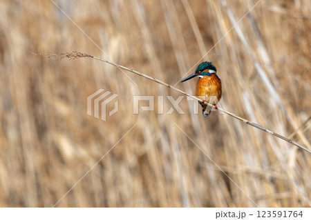 葦に止まるカワセミ 123591764