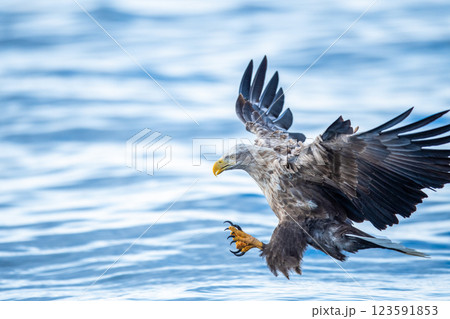 流氷に着地するワシ 流氷に着地するワシ 123591853