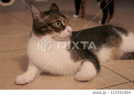 猫 猫 123591884