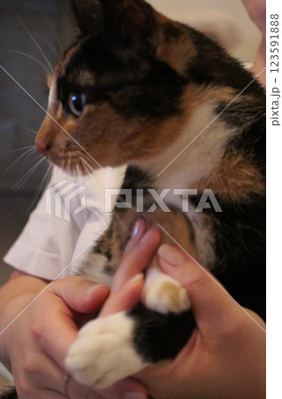 猫 猫 123591888