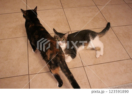 猫 猫 123591890