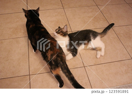 猫 123591891