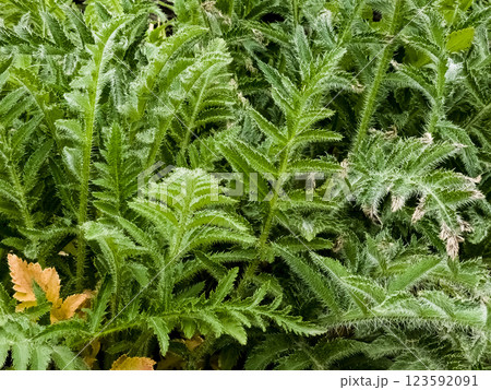 Green leaves of Papaver orientale in early spring. Green background. Close-up Green leaves of Papaver orientale in early spring. Green background. Close-up 123592091