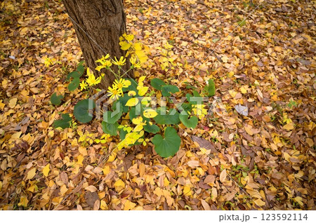 落ち葉と花 123592114