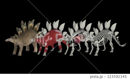Anatomy of a Stegosaurus dinosaur. Anatomy of a Stegosaurus dinosaur. 123592145