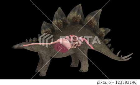Digestive system of a Stegosaurus dinosaur. 123592146