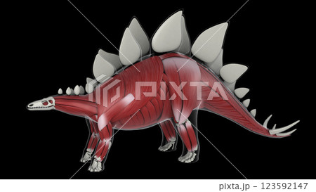 Muscular system of a Stegosaurus dinosaur, side view. 123592147