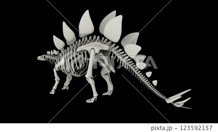 Skeletal system of a Stegosaurus dinosaur. 123592157