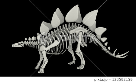 Skeletal system of Stegosaurus, side view. 123592159