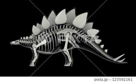 Skeletal system of Stegosaurus, x-ray side view. 123592161