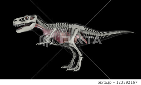 Internal anatomy of T-rex with skeletal structure. 123592167