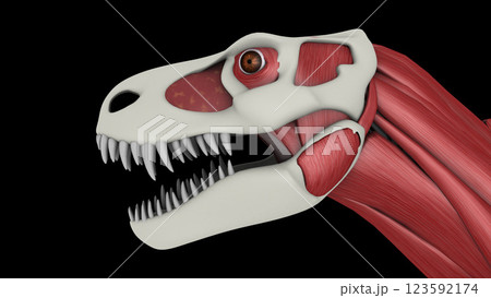 Facial muscles of Tyrannosaurus rex. Facial muscles of Tyrannosaurus rex. 123592174