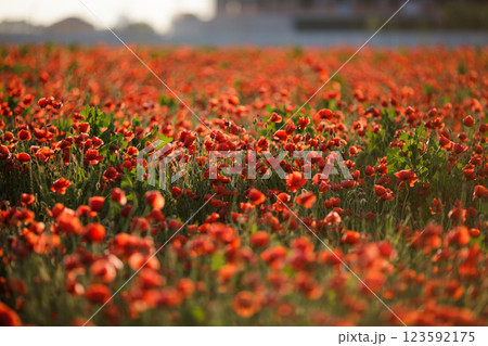 Endless poppy field at sunset on a warm summer day 123592175