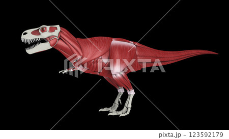 Muscular system of Tyrannosaurus rex, side view. 123592179