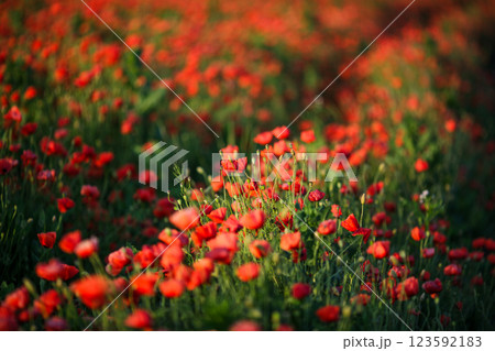 Vast poppy meadow glowing at sunset on a warm summer evening Vast poppy meadow glowing at sunset on a warm summer evening 123592183