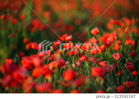 Rows of bright red summer poppies in a field 123592187