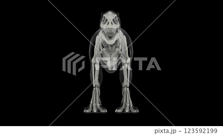Skeletal system of Tyrannosaurus rex, front view. Skeletal system of Tyrannosaurus rex, front view. 123592199