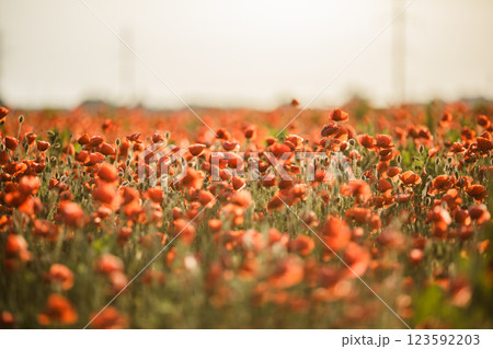 Endless poppy field at sunset on a warm summer day 123592203