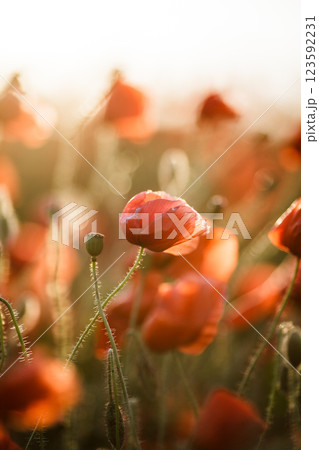 Real poppies in nature against the sky in sunset rays 123592231