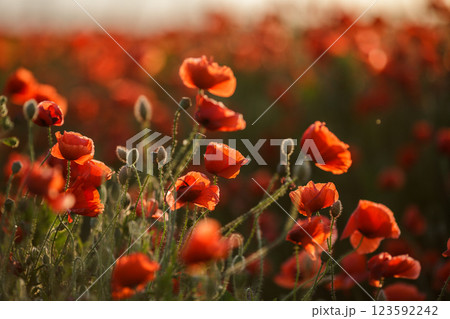 Close-up of a poppy in sunset contour light Close-up of a poppy in sunset contour light 123592242