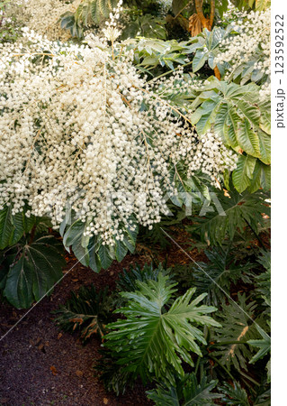 Blooming White Flowers in a Lush Garden Blooming White Flowers in a Lush Garden 123592522
