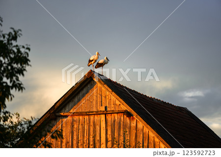 A pair of white storks perched on the roof A pair of white storks perched on the roof 123592723