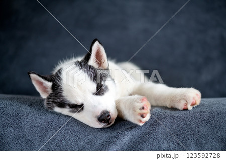 A small white Siberian Husky puppy sleeping 123592728
