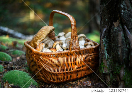 Collected white mushrooms in a basket resting beside an old pine tree Collected white mushrooms in a basket resting beside an old pine tree 123592744