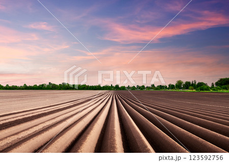 Sunset on agricultural field with plowed even rows Sunset on agricultural field with plowed even rows 123592756