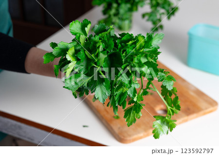 Close up of fresh green parsley held by woman's hand in kitchen setting. Preparing parsley for winter storage. 123592797