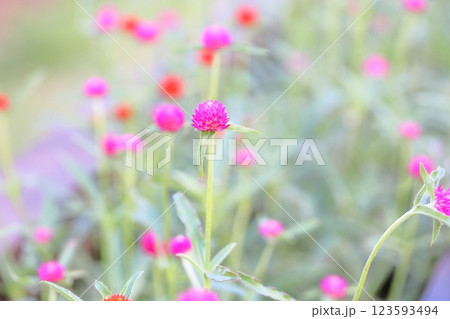 可愛い センニチコウの花 可愛い センニチコウの花 123593494
