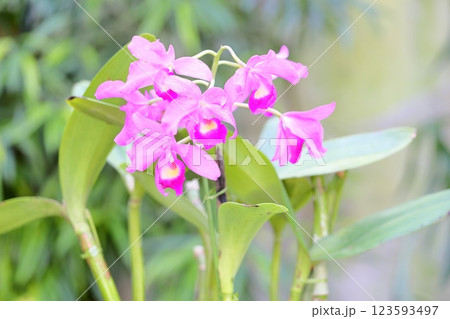 花の女王　カトレアの花 123593497