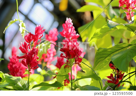 鮮やか　メガスケパスマ　エリトロクラミスの花 123593500