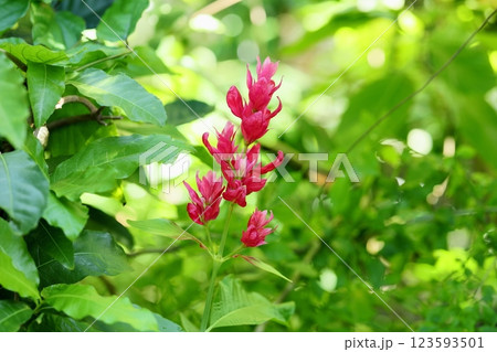 鮮やか メガスケパスマ エリトロクラミスの花 鮮やか メガスケパスマ エリトロクラミスの花 123593501