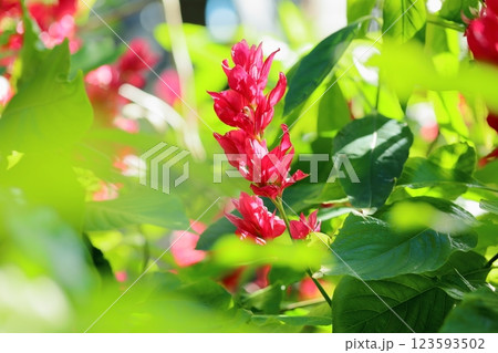 鮮やか メガスケパスマ エリトロクラミスの花 鮮やか メガスケパスマ エリトロクラミスの花 123593502