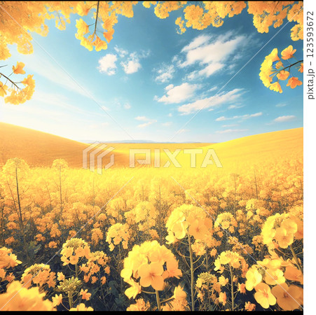 菜の花畑 123593672