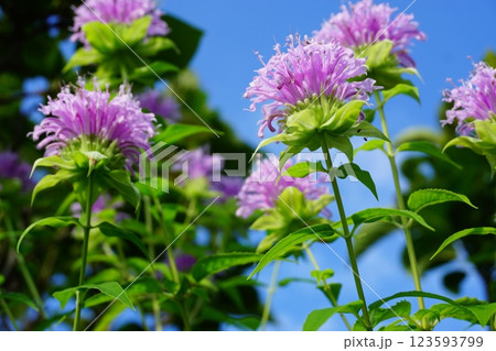 青空とタイマツバナ 青空とタイマツバナ 123593799